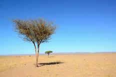 Tree in Sahara Desert in Morocco near Mhamid-Procyk Radek-Photographic Print