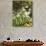 Produce Stall at the Saturday Market, San Ignacio, Belize-William Sutton-Photographic Print displayed on a wall