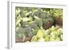 Produce Stand I-Maureen Love-Framed Photographic Print