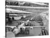 Production Line of B-24 Liberators-null-Stretched Canvas