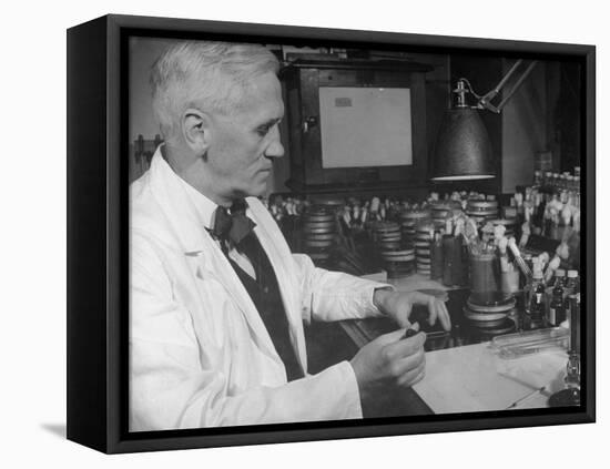 Prof. Alexander Fleming Working in Laboratory-null-Framed Stretched Canvas