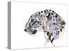Profile (Arabian Leopard), 2008-Mark Adlington-Stretched Canvas