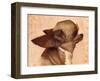 Profile-Chihuahua-Thomas Fluharty-Framed Art Print