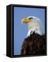 Profile of a Bald Eagle-Joe McDonald-Framed Stretched Canvas