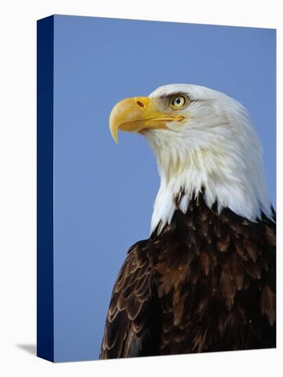 Profile of a Bald Eagle-Joe McDonald-Stretched Canvas