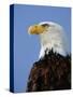 Profile of a Bald Eagle-Joe McDonald-Stretched Canvas