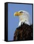 Profile of a Bald Eagle-Joe McDonald-Framed Stretched Canvas