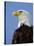 Profile of a Bald Eagle-Joe McDonald-Stretched Canvas