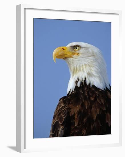 Profile of a Bald Eagle-Joe McDonald-Framed Photographic Print