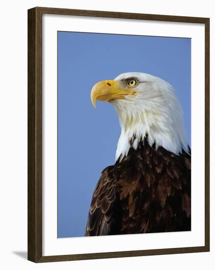 Profile of a Bald Eagle-Joe McDonald-Framed Photographic Print