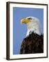 Profile of a Bald Eagle-Joe McDonald-Framed Photographic Print