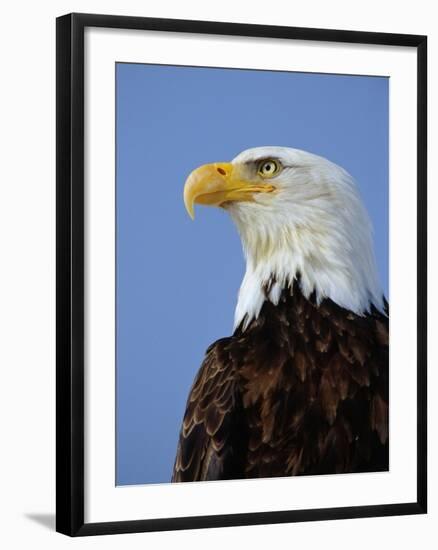 Profile of a Bald Eagle-Joe McDonald-Framed Photographic Print