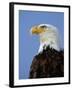 Profile of a Bald Eagle-Joe McDonald-Framed Photographic Print