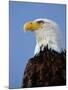 Profile of a Bald Eagle-Joe McDonald-Mounted Photographic Print