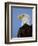 Profile of a Bald Eagle-Joe McDonald-Framed Photographic Print