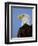 Profile of a Bald Eagle-Joe McDonald-Framed Photographic Print