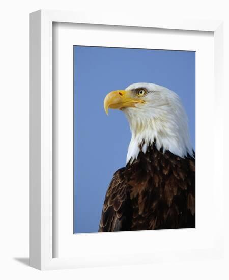 Profile of a Bald Eagle-Joe McDonald-Framed Photographic Print