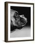 Profile of a Boxer-Henry Horenstein-Framed Photographic Print