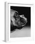 Profile of a Boxer-Henry Horenstein-Framed Photographic Print