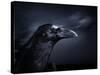 Profile of a Crow-Digital Zoo-Stretched Canvas