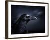 Profile of a Crow-Digital Zoo-Framed Photographic Print