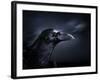 Profile of a Crow-Digital Zoo-Framed Photographic Print