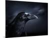 Profile of a Crow-Digital Zoo-Mounted Photographic Print