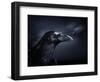 Profile of a Crow-Digital Zoo-Framed Photographic Print
