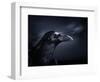 Profile of a Crow-Digital Zoo-Framed Photographic Print