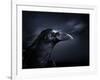 Profile of a Crow-Digital Zoo-Framed Photographic Print