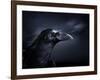 Profile of a Crow-Digital Zoo-Framed Photographic Print