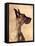 Profile of a Great Dane-Don Mason-Framed Stretched Canvas