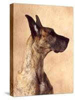 Profile of a Great Dane-Don Mason-Stretched Canvas