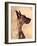 Profile of a Great Dane-Don Mason-Framed Photographic Print