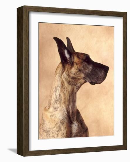 Profile of a Great Dane-Don Mason-Framed Photographic Print