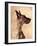 Profile of a Great Dane-Don Mason-Framed Photographic Print