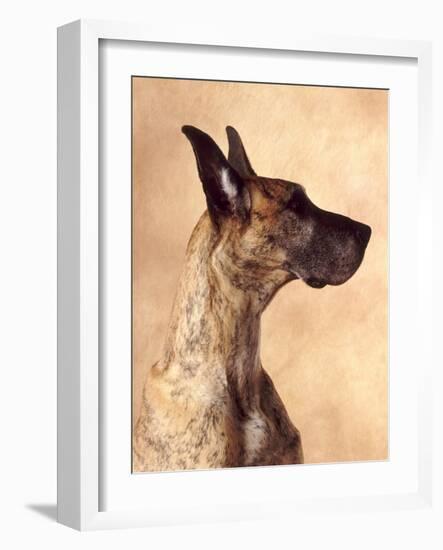 Profile of a Great Dane-Don Mason-Framed Photographic Print