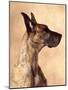 Profile of a Great Dane-Don Mason-Mounted Photographic Print