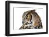 Profile of A Great Horned Owl on White-Mirage3-Framed Photographic Print