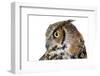 Profile of A Great Horned Owl on White-Mirage3-Framed Photographic Print