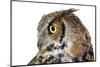 Profile of A Great Horned Owl on White-Mirage3-Mounted Photographic Print