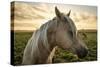 Profile of a Horse, Close-Up, with a Mini Horse in the Background-Jeffrey Schwartz-Stretched Canvas