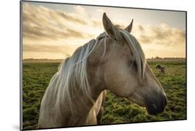 Profile of a Horse, Close-Up, with a Mini Horse in the Background-Jeffrey Schwartz-Mounted Photographic Print