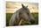 Profile of a Horse, Close-Up, with a Mini Horse in the Background-Jeffrey Schwartz-Framed Photographic Print