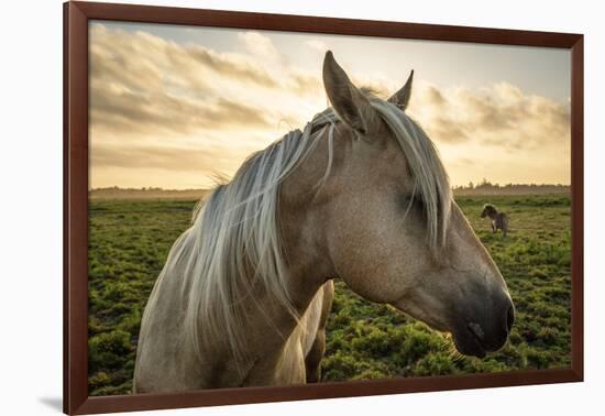 Profile of a Horse, Close-Up, with a Mini Horse in the Background-Jeffrey Schwartz-Framed Photographic Print