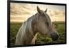 Profile of a Horse, Close-Up, with a Mini Horse in the Background-Jeffrey Schwartz-Framed Photographic Print