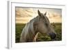 Profile of a Horse, Close-Up, with a Mini Horse in the Background-Jeffrey Schwartz-Framed Photographic Print
