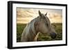 Profile of a Horse, Close-Up, with a Mini Horse in the Background-Jeffrey Schwartz-Framed Premium Photographic Print