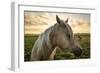 Profile of a Horse, Close-Up, with a Mini Horse in the Background-Jeffrey Schwartz-Framed Premium Photographic Print