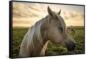 Profile of a Horse, Close-Up, with a Mini Horse in the Background-Jeffrey Schwartz-Framed Stretched Canvas